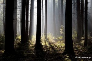 Verstrooiing van tegenlicht in het bos