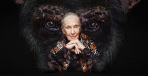 Jane Goodall Winactie