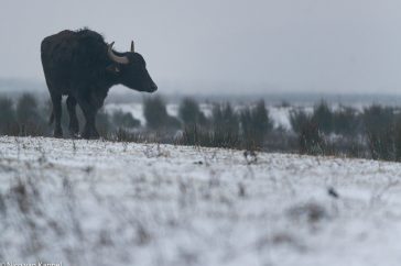 Waterbuffel in de winter.