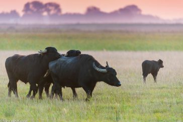 Kudde waterbuffels trekt door het leefgebied.