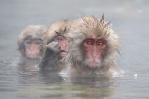 Badderende Snow monkeys