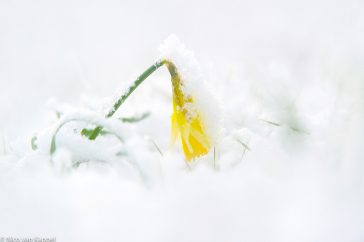 Wilde narcis in sneeuw.