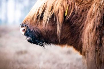Close-up Schotse hooglander
