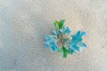 Blauwe zeedistel, een zaailing in het zand.