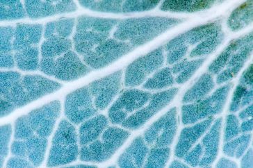 Detail van het blad van blauwe zeedistel.