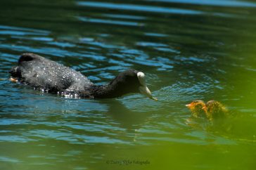 Een meerkoetouder die zijn jong een vers gevangen hapje geeft. Ach zo wat verstopt in het groen, met een schuin koppie zijn ze nog best wel lief...