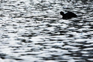 De meerkoet gefotografeerd in zijn of haar omgeving. Wanneer het licht goed op het water valt wordt het een waar kunstwerk van lijnen en vlakken. Een meerkoet erin en je beeld is geslaagd!