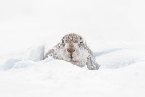 sneeuwhaas, Schotland