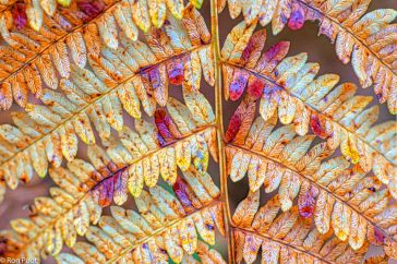 De vele kleuren die verborgen zitten in het varenblad in de herfst.