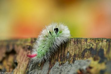 Meriansborstel, met wat herfstblaadjes op de achtergrond krijg je een kleurig geheel. Fotostack uit 8 foto's.