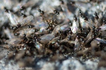 Bij de bruidsvlucht worden de mannetjes en prinsessen door de werksters het mierennest uitgewerkt.
