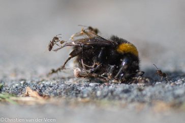 Mieren hebben een belangrijke en onmisbare functie in de natuur, ze ruimen kleine dode beestjes op.