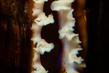 Mossel onderwater, close-up.