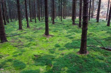 In de ondergroei van een dennenbos zorgt fraai haarmos voor de donkergroene patronen.