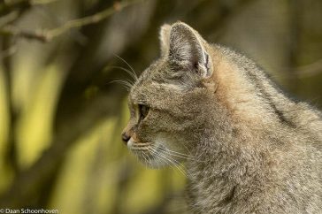 De wilde kat lijkt sterk op onze huiskat, maar heeft echt een andere oorsprong.