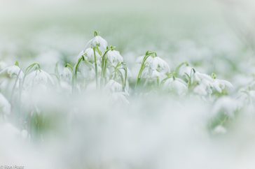 Dubbele sneeuwklokjes, dwars door de andere bloemen heen gefotografeerd.