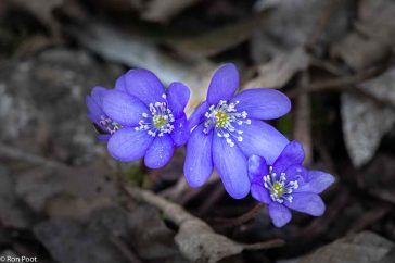 De helderblauwe kleur van de bloemen steekt mooi af tegen de dode bladeren.