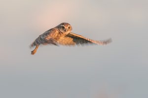Aruban Burrowing Owl
