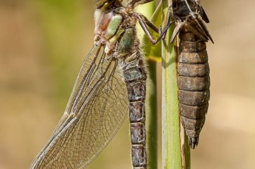 Uitsluipende libellen zijn gemakkelijk te fotograferen. Let we goed op, want tijdens het uitsluipen zijn libellen erg kwetsbaar.
