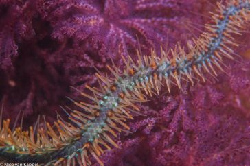 Detail van een brokkelster arm op paars gekleurde mosdiertjes.