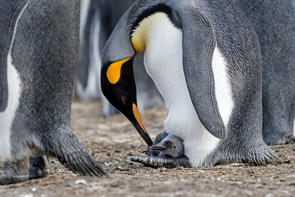 Penguin bertelur