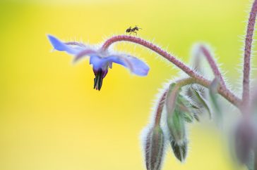 Een mier klautert over de harige bloemsteel en geeft de foto net iets extra.
