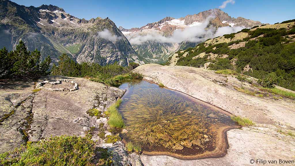 Het leefgebied van de azuurglazenmaker in Zwitserland