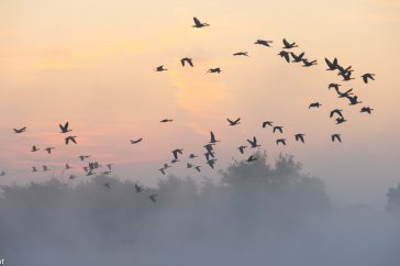 vogels in de mist