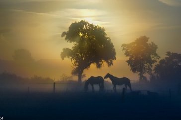 paarden in de mist