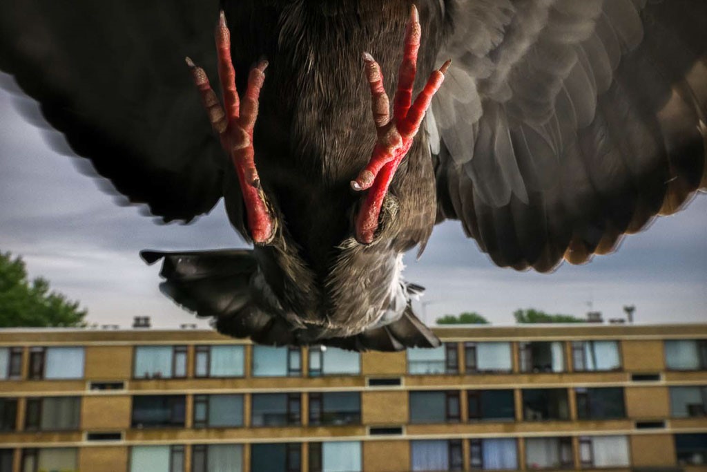 Pandemic Pigeons. Fotograaf: Jasper Doest