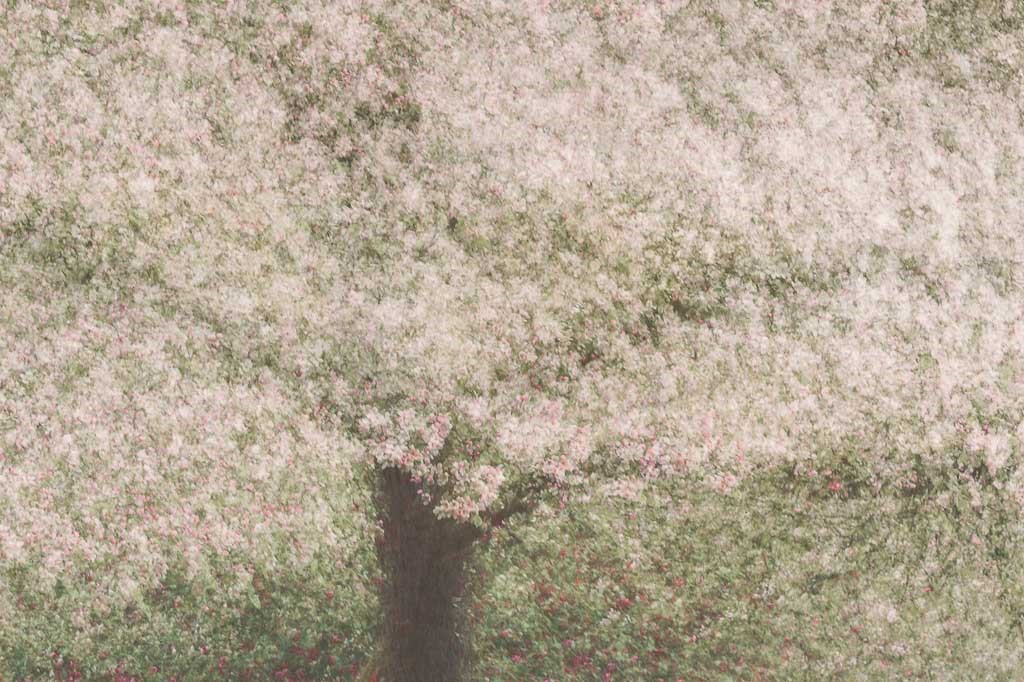 Blossom. Fotograaf: Loulou Beavers