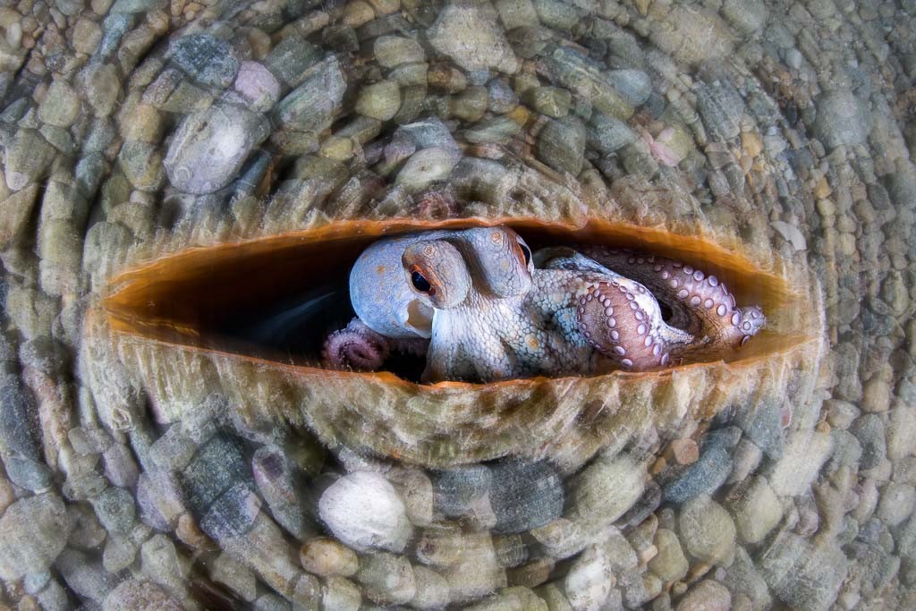 Circular Octopus. Fotograaf: Alessandro Grasso