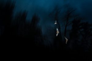 Night of bats