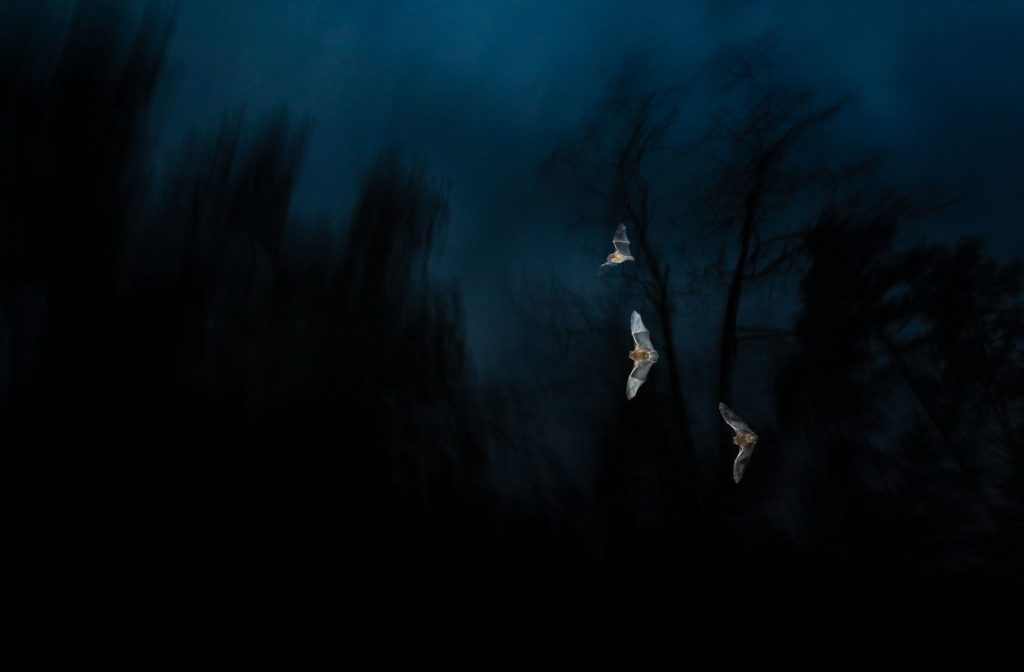 Tibor Litauszki: Night of bats