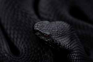Black viper