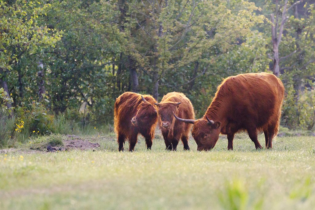 Tijdens het fotograferen in de Broekpolder kun je zomaar een kudde Schotse hooglanders tegen komen.
