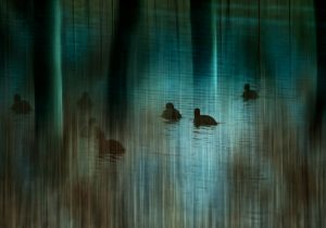 Drowned forest.