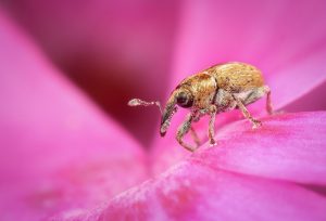 Weevil on pink flower