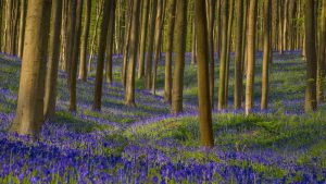 Bluebells and beeches.
