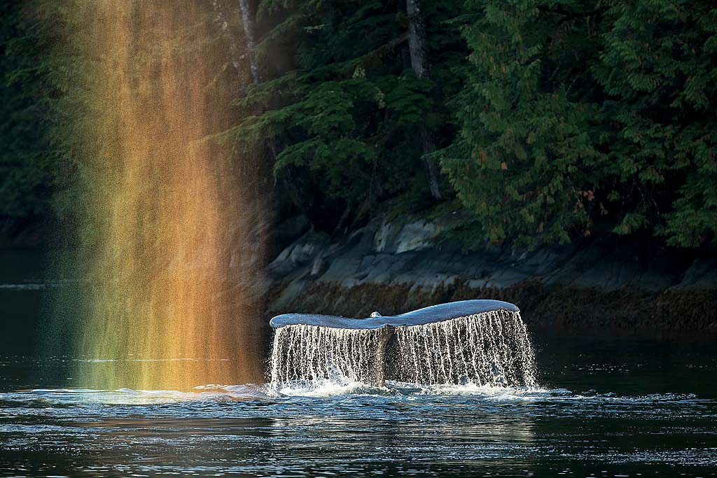 Humpback walvis met regenboog spray