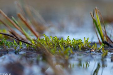 Schorpioenmossen zijn echte moerassoorten die vaak in het water staan.