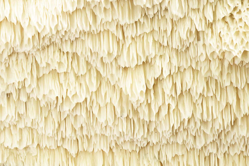 Je herkent de witte tandzwam als een leerachtige korst van soms meerdere decimeters. Ze zijn crèmewit tot bleekgeel met poriën van 1 tot 3 mm in variabele vormen.