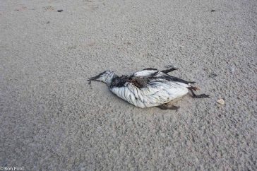 dode zeekoet