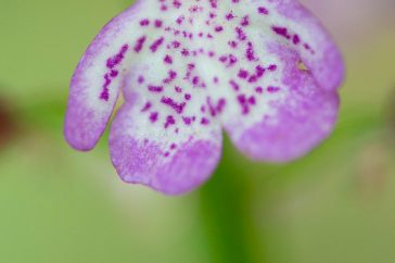 purperorchis
