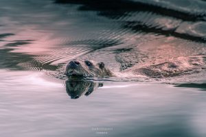 Een otter in de Weerribben-Wieden