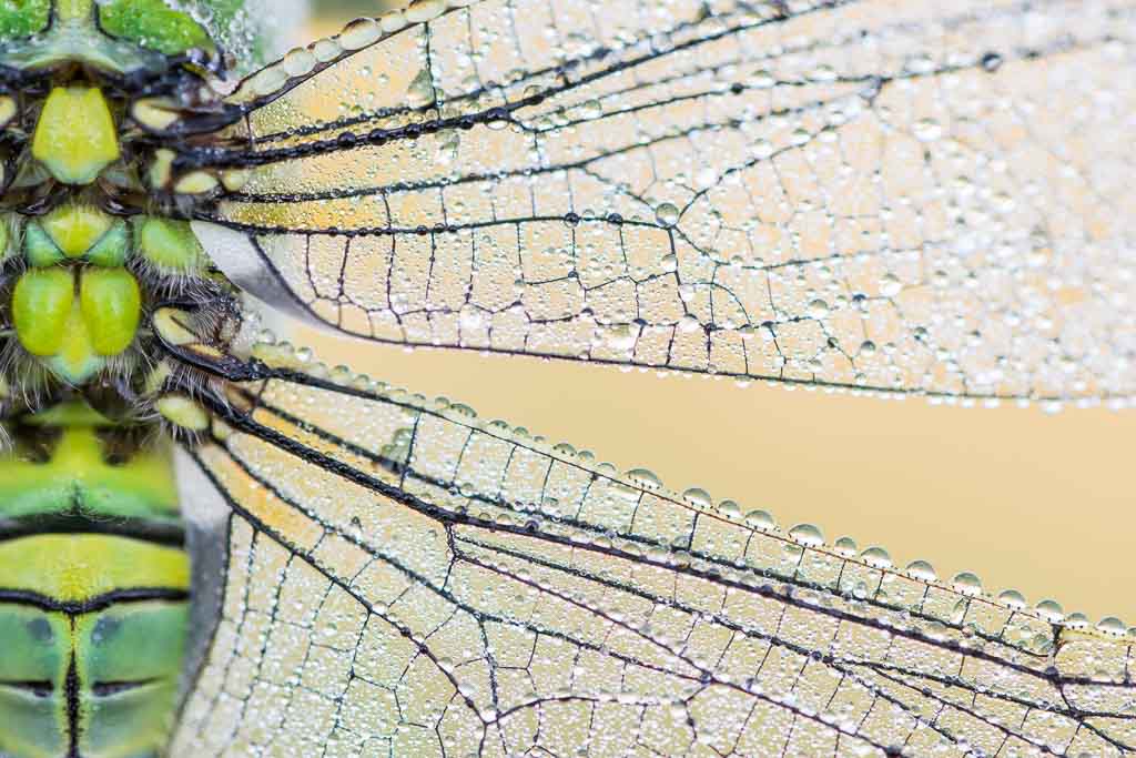 De schoonheid in detail van de grote keizerlibel.