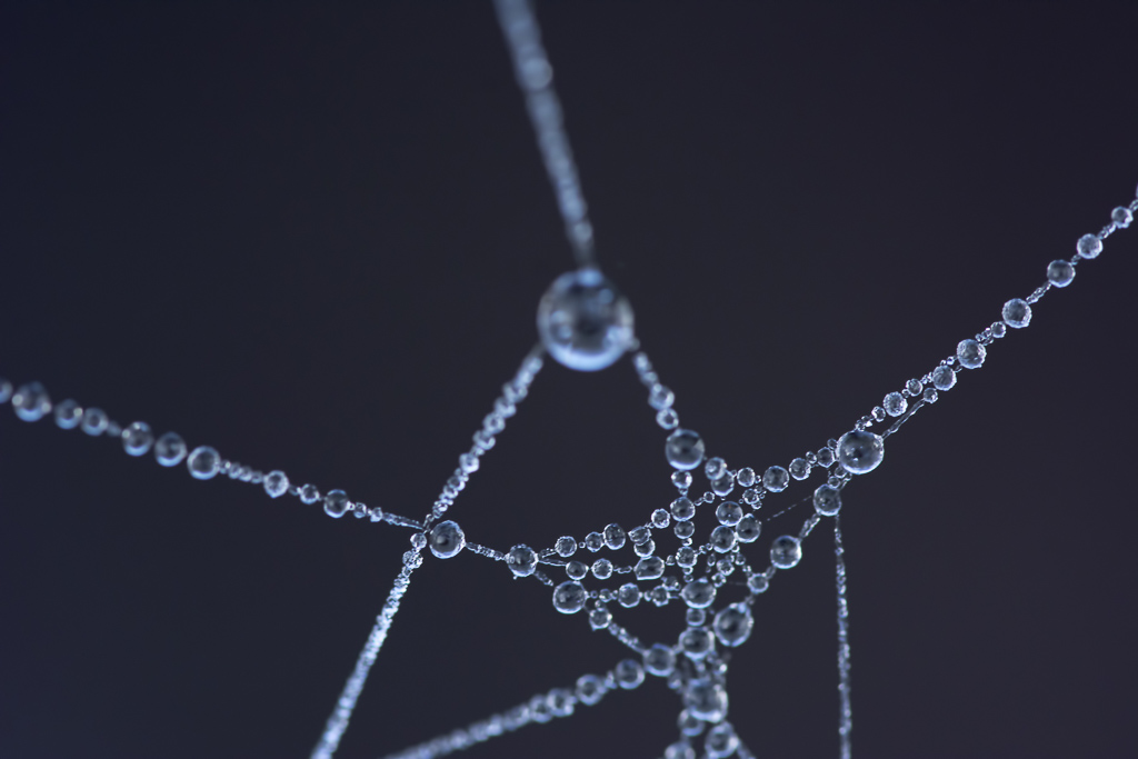 Dauwdruppels op een spinnenweb.