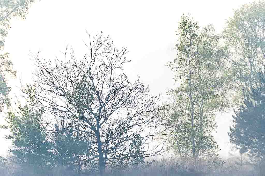 Een boom in een open landschap is het ideale onderwerp om aan high key landschapsfotografie te doen. Zet de horizon laag, zodat de boom contrasteert tegen de lucht. - 260mm; 1/80s bij F/11; ISO 200.