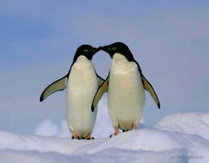 ‘Kussende’ Adelie pinguins op Antarctica.