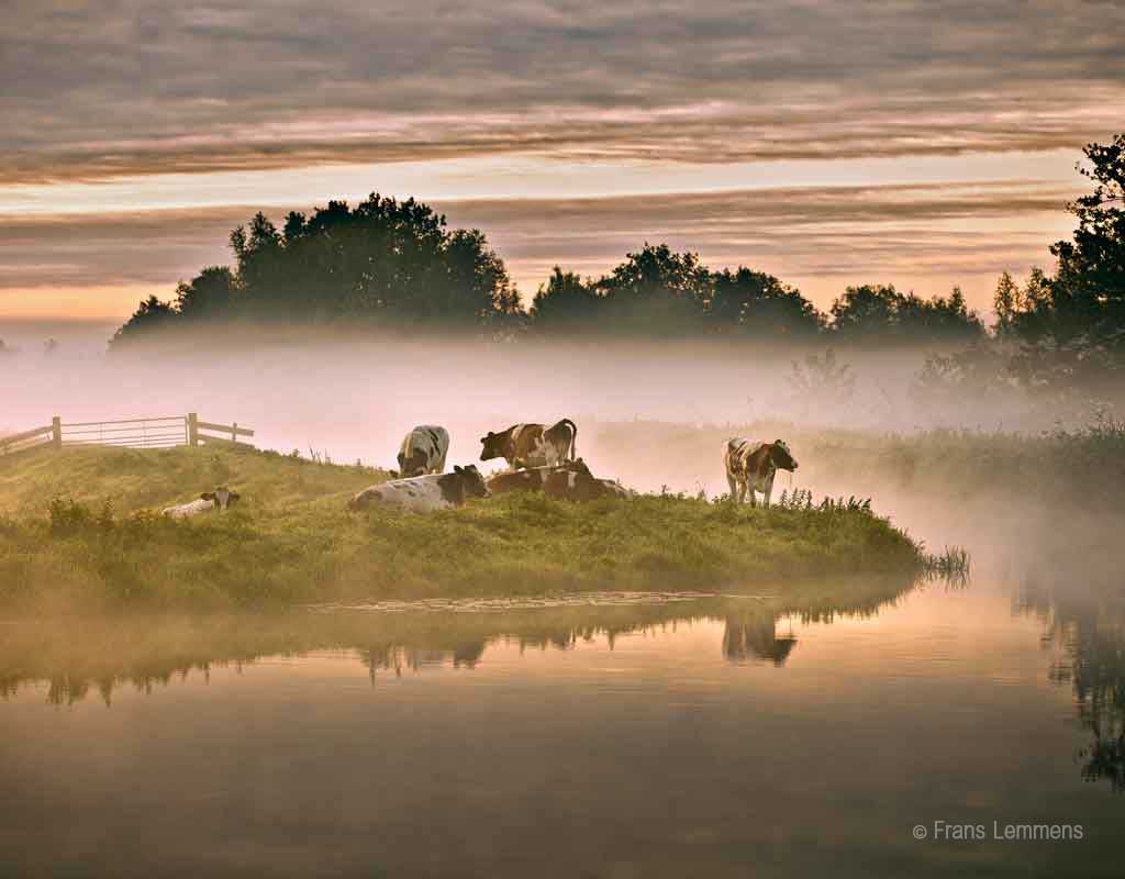 mist in polder